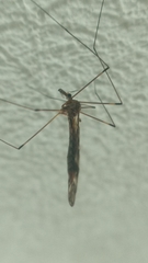 Tipula