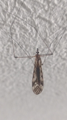 Tipula