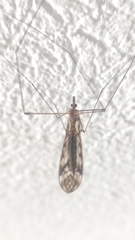 Tipula