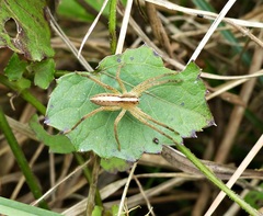 Neoctenus