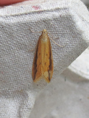 Donacaula melinellus