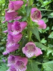 Digitalis purpurea