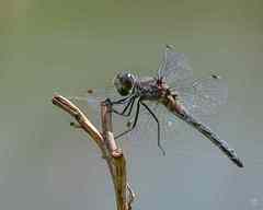 Leucorrhinia frigida
