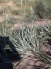Leymus arenarius