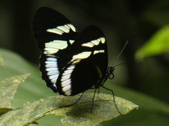 Heliconius cydno cydnides