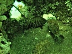 Cephalopholis panamensis