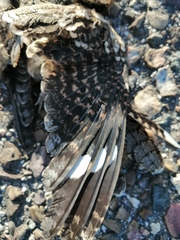 Caprimulgus ruficollis