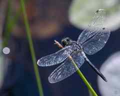 Leucorrhinia frigida