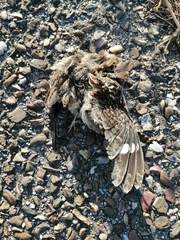 Caprimulgus ruficollis