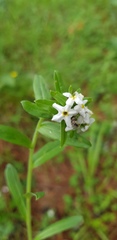 Lithospermum distichum