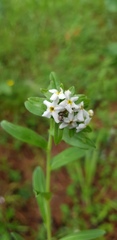 Lithospermum distichum