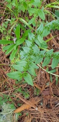 Lithospermum distichum