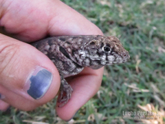 Tropidurus etheridgei