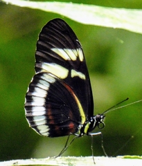 Heliconius cydno cydnides