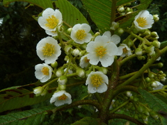 Saurauia montana image