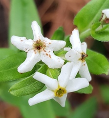 Lithospermum distichum