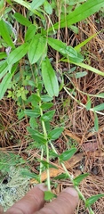 Lithospermum distichum