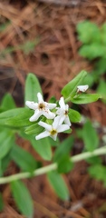 Lithospermum distichum