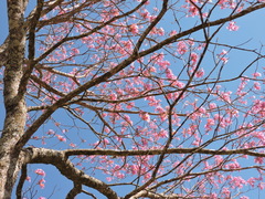 Handroanthus heptaphyllus