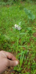 Lithospermum distichum