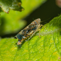 Scaphoideus titanus