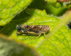 Scaphoideus titanus
