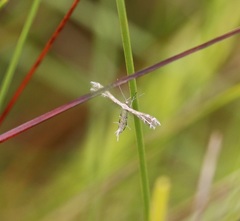 Buckleria paludum