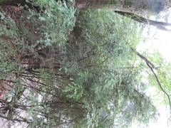 Buxus