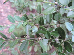 Buxus