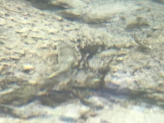 Pantosteus clarkii