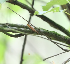 Limnephilus vittatus