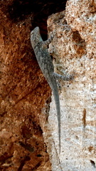 Sceloporus clarkii clarkii