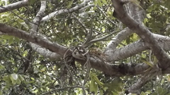 Tillandsia caput-medusae