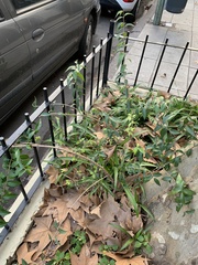 Blepharocalyx salicifolius