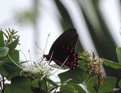 Parides montezuma