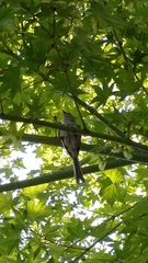 Psaltriparus minimus