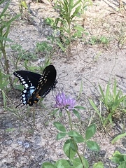 Papilio troilus