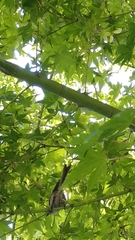 Psaltriparus minimus