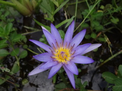 Nymphaea elegans
