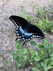 Papilio troilus