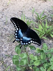 Papilio troilus