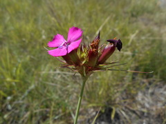 Dianthus balbisii