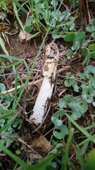 Phallus granulosodenticulatus