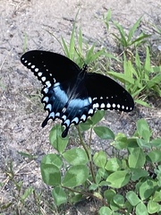 Papilio troilus