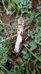 Phallus granulosodenticulatus