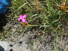Dianthus balbisii