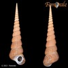 Turritella terebra - Photo (c) Femorale, some rights reserved (CC BY-NC)