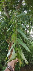 Terminalia arjuna