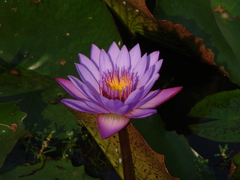 Nymphaea nouchali caerulea