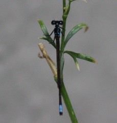 Ischnura cervula